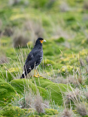 Portrait of a Carunculated Caracara in a green field