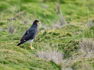 Portrait of a Carunculated Caracara in a green field