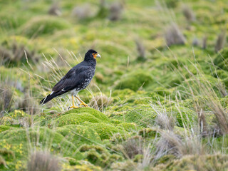 Portrait of a Carunculated Caracara in a green field