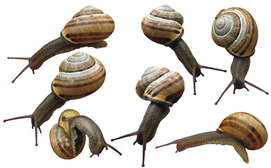 garden snail on white background png 