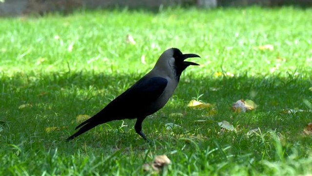 house crow (Corvus splendens) sitting in park. Crow hopping across green grass lawn looking for food. Slow Motion Footage