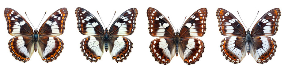 Obraz premium Collection of White Admiral Butterflies