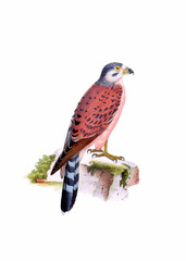 Colorful bird illustration. Nankeen Kestrel