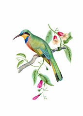 Colorful bird illustration. Northern Carmine Bee-eater