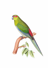 Colorful bird illustration. Crimson Rosella