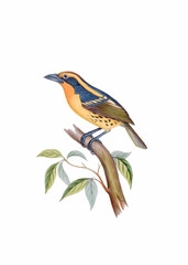 Colorful bird illustration. Spot-backed Puffbird