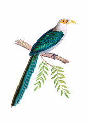 Colorful bird illustration. Sunda Coucal