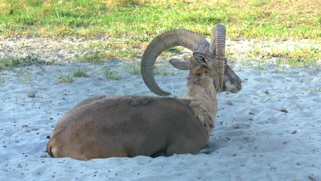 urial, also known as the arkars or shapo, is a wild sheep native to Central and South Asia. Wild sheep Urial, Ovis orientalis vignei, in the nature habitat. Close up of urial.