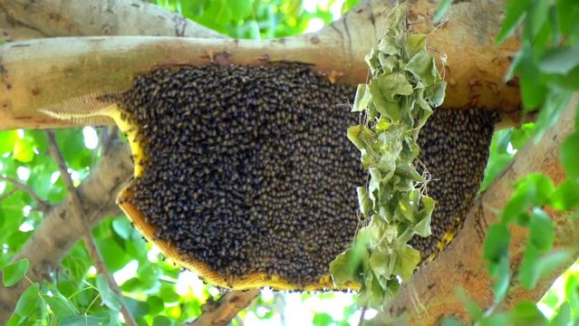 Bee honeycomb of bee insects on tree in nature, green leaf tree forground, close up macro bees flock in nest wild. Bee workers holding together for beehive. big honey comb bee hanging on tree branch.