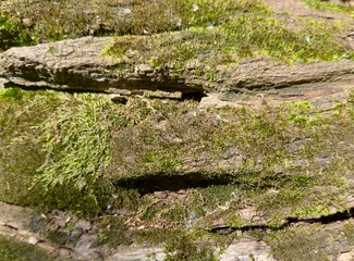 The wood is covered with moss