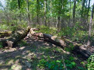 Obraz premium Old, moss-covered trees lying down