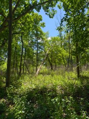 A small forest meadow in summer