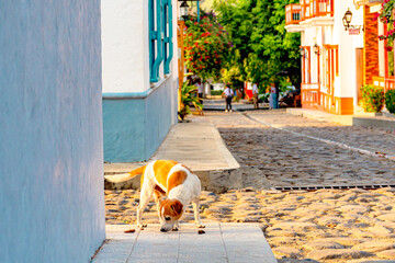 Dog on the street