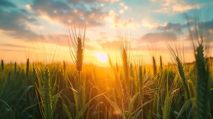 Fototapeta premium Image of a wheat field at sunset. The warm colors of the sunset sky and the golden hue of the wheat create a peaceful and serene scene.