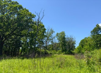 Obraz premium Photo of a forest meadow