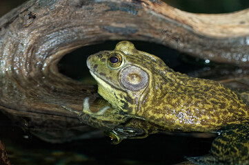frog in the pond