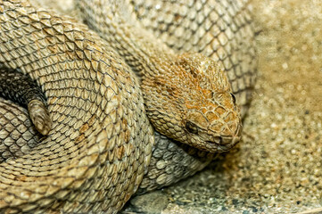 close up of a snake