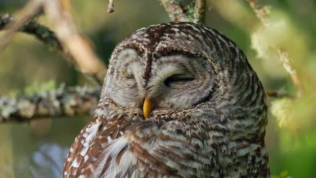 Close up of the face of a Barred owl (Strix Varia) dozing in a tree in the Pacific Northwest Rainforest.