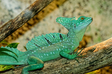 green lizard on a tree