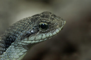 closeup of an eastern hognose snake