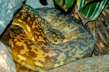 close up of a python