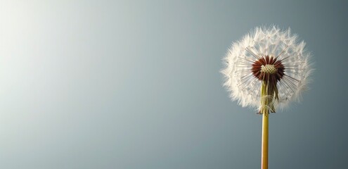 Fototapeta premium Single Dandelion Seed Head Against A Light Blue Background