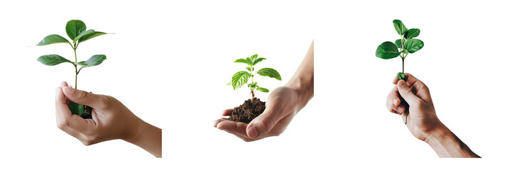 Set of hand holding a young plant isolated on a transparent background