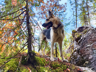 Dog German Shepherd in mountain on big grey stone and blue sky with white clouds. Russian eastern...
