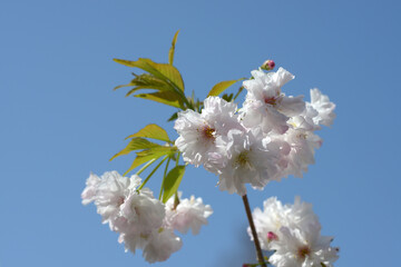 ササガオシドリ　桜の花
