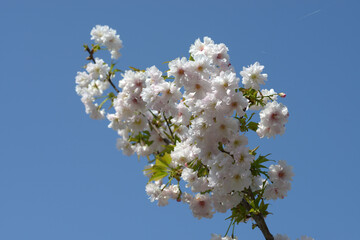 ササガオシドリ　桜の花