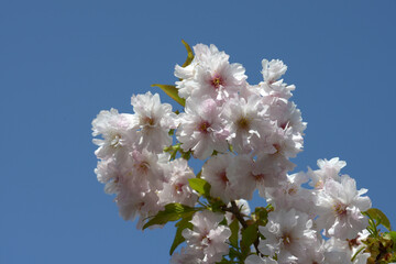 ササガオシドリ　桜の花