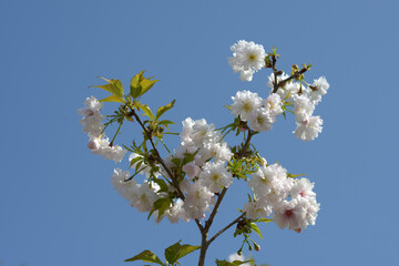 ササガオシドリ　桜の花