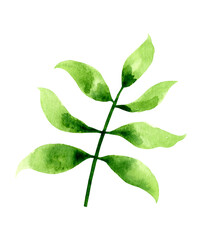 Watercolor Leaf Branch illustration isolated on white background. Hand painted simple green Foliage