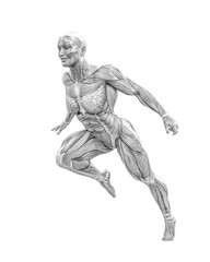 female swole muscle maps on running pose