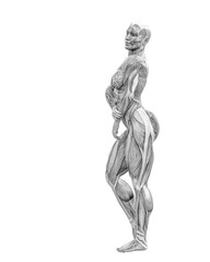 female swole muscle maps on standing up pose