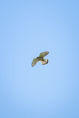 Kestrel predator in the blue sky.
