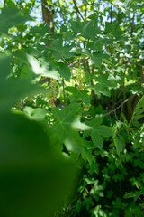 Obraz premium Bloomed part of a flower with new maple seeds.