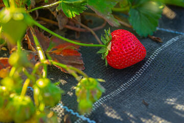 Ripe strawberry among lush green leaves by sunny day |  Dojrzałe truskawki wśród bujnych zielonych liści w słoneczny dzień 