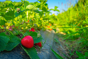 Ripe strawberry among lush green leaves by sunny day |  Dojrzałe truskawki wśród bujnych zielonych liści w słoneczny dzień 