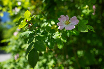 Pink rose hip flower on a bush.