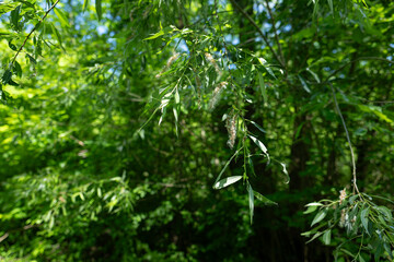 Fluffy tufts of seeds on a willow tree.
