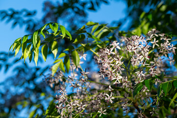 Detail of flowers and fruits of a cinnamon tree (Melia azedarach) in the park