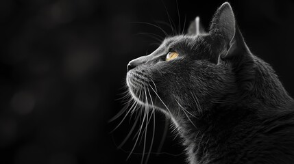 A black cat sits in front of a black background, staring off into the distance with its yellow eyes.