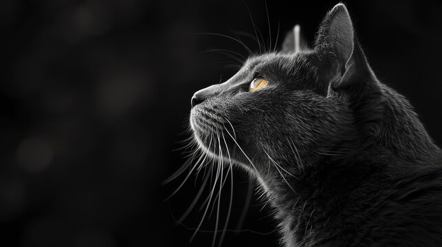 A black cat sits in front of a black background, staring off into the distance with its yellow eyes.