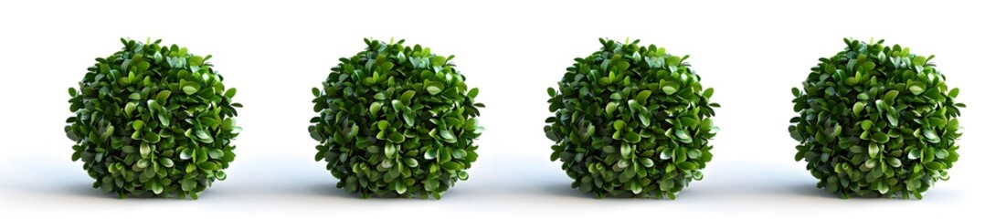 Fototapeta premium green boxwood bushes in different angles 