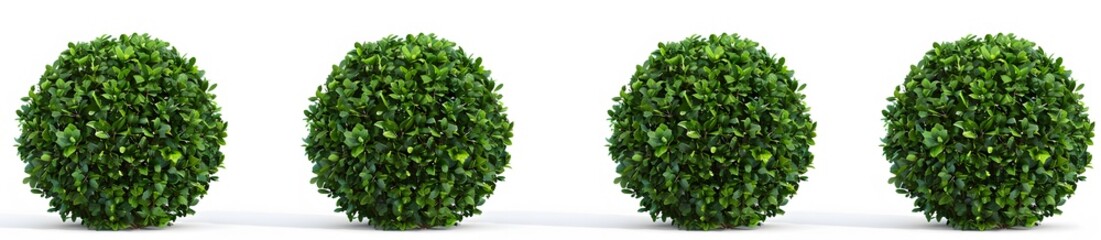 Obraz premium green boxwood bushes in different angles