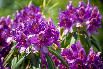 Obraz premium Purple rhododendron flowers in detail.