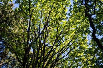 Looking up at the forest canopy on a spring day, maple trees backlit by the sun, drama in light spring green, as a nature background
