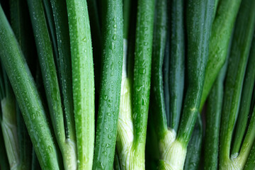 Bunch of juicy organic green onion close up. Young garden scallion with water drops. Macro shot