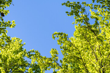 Fototapeta premium Welcome to spring, light green new leaves on deciduous trees backlit by the sun and framing clear blue sky, as a nature background 